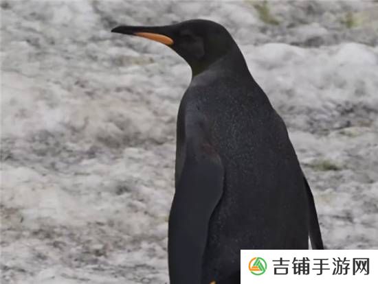 本站